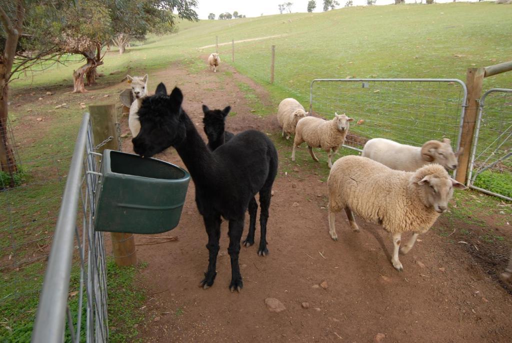 Blickinstal Barossa Valley Accommodation Exterior foto
